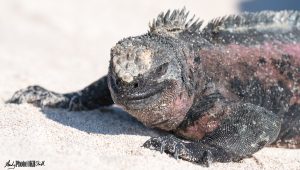 Marine Iguana on sand