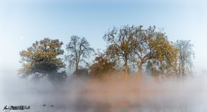 Misty lake makes the other side look like an island