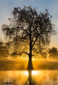 Yellow Tree silhouette reflected above lake