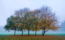 Trees at Stoke Park