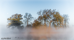 Lake at Langley Park in Mist