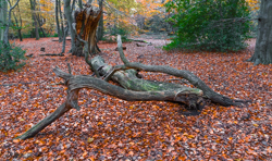 Fallen Tree