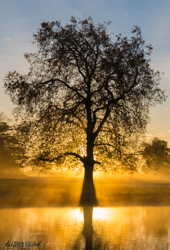 Silhouette of Tree