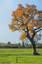 Big tree in Hastings Meadow