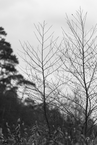 Black and white trees