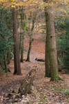 Path through the trees at Burnham Beeches
