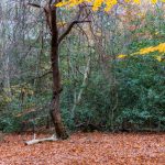 Shot of tree with yellow leaves