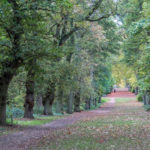 Beautiful Avenue Shot before sunrise