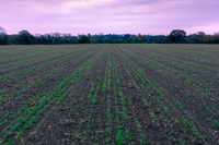 Red-Green Split-toning Field