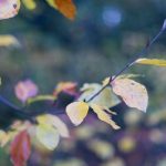 Tree leaves and colourful bokeh