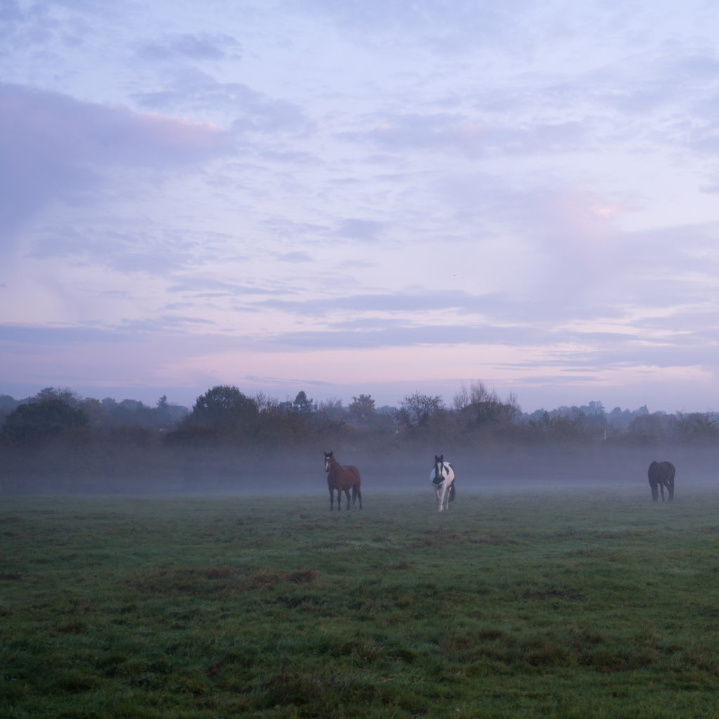 Hasting Meadow at Dawn Learning the Art of Photography Through Ten Thousand 10,000 Hours of Deliberate Practice Photo10KH P10KH Photography10KH Sony Alpha A99ii A-Mount