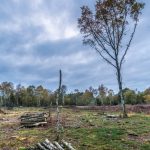 Tree Clearance in Progress