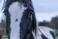 Close up of Horse