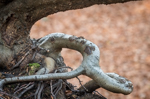 Exposed tree roots