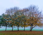 Trees in fog Stoke Park Club