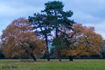 Copse of Trees Grays Field Stoke Poges