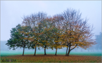 Misty copse with great lighting