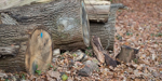 Pile of cut logs