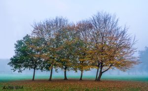 Copse of trees shrouded in mist