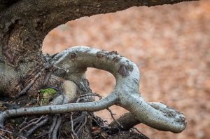 Exposed Tree Root