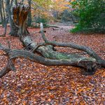 Log on leafy footpath