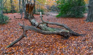 Log on leafy footpath