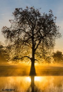 Early morning tree in silhouette across lake