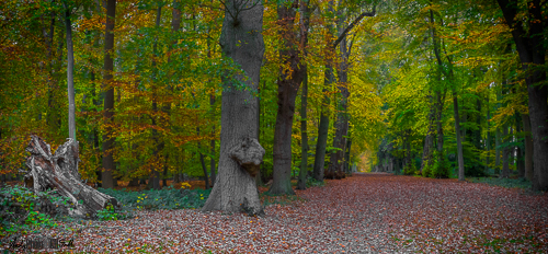 Autumnal avenue scene with analogous colour theme