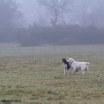 Dogs in misty field