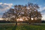 Copse of Trees Shot Contra Jour at Sunrise