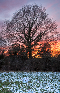 Silhouette of Tree in Sunset