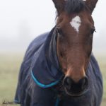 Horse in Hastings Meadow in the Mist