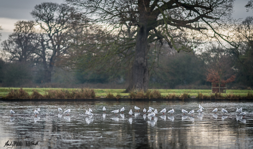 Gulls on a frozen lake at Langley Park