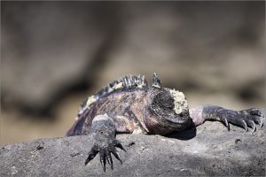 Iguana with claws appearing over rock