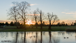 contra jour golden copse of trees at sunrise