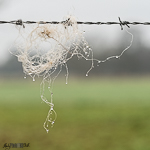 Wool caught on barbed wire
