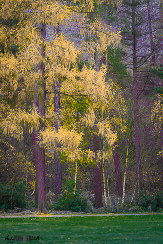 Green yellow and purple trees