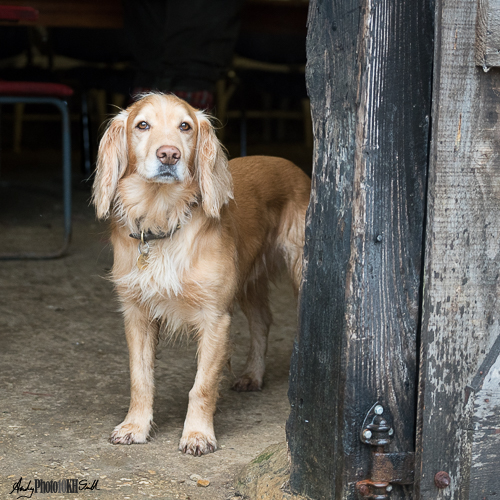 Dog in doorway