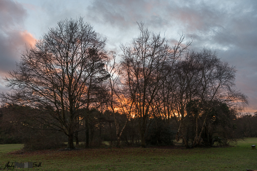 Copse of trees in silhouette of bright red sunset 