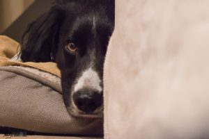 Half of face peering out of basket