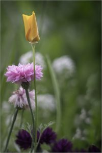 Wild Flowers