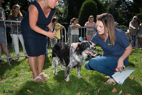 Small dog being assessed by dog show judge