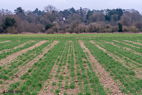 Shot across the big field in Stoke Poges