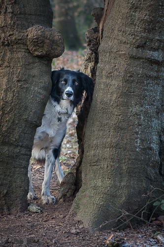 Dog in Tree Trunck