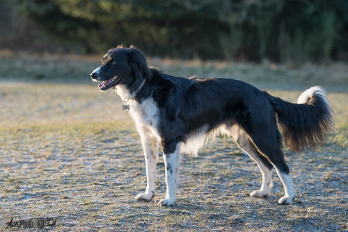 Dog on frozen ground