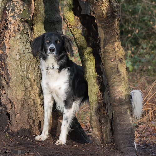Collie emerging from a split tree in Burnham Beeches