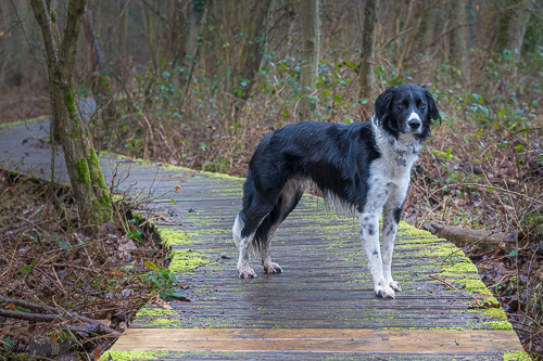 Collie on Boardwalk