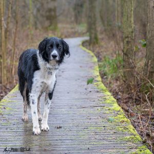 Collie on Boardwalk