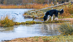 Dog on frozen lake