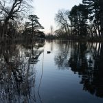 Reeds, rushes lake and reflected trees